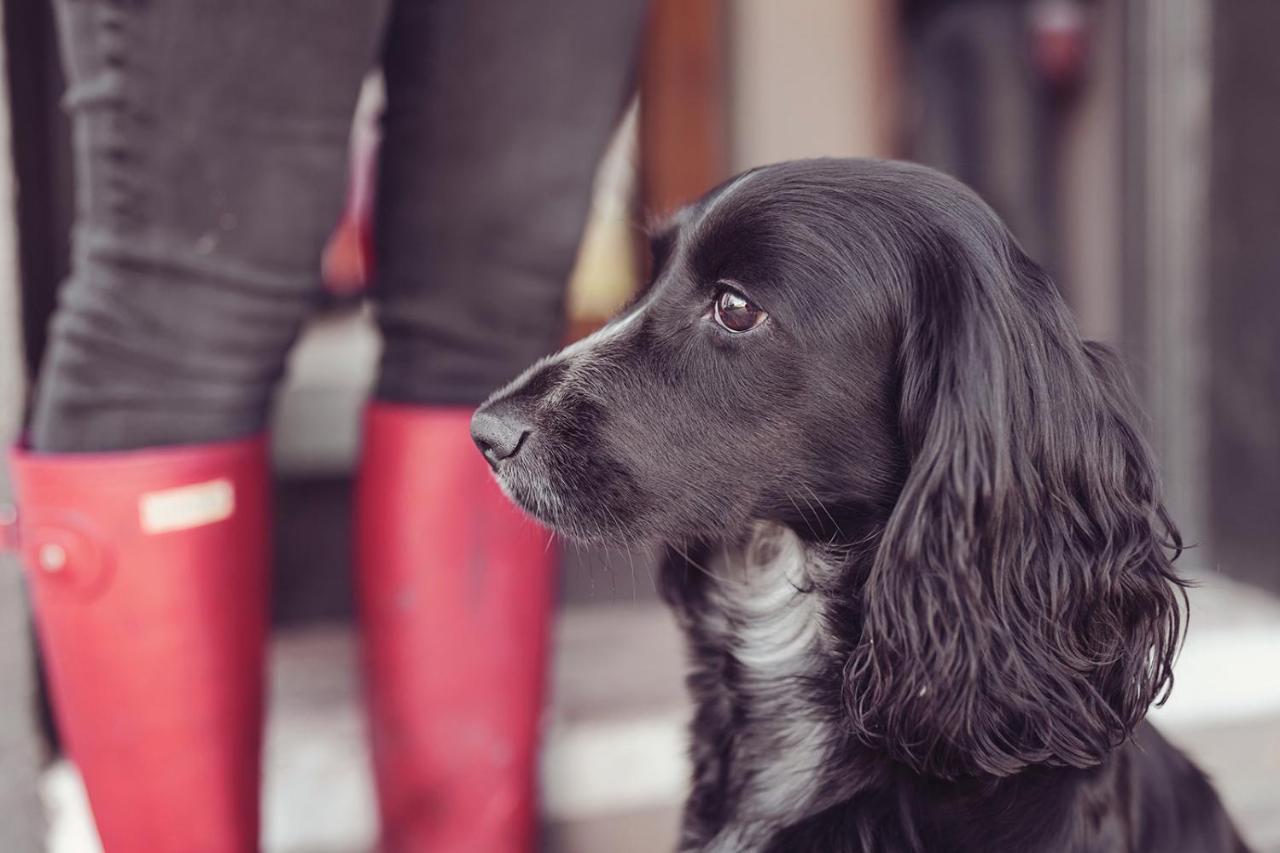 Longlands Inn & Cottages Carnforth Extérieur photo A black and white English Cocker Spaniel